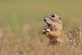 <p>SYSEL OBECNÝ (Spermophilus citellus) --- /European ground squirrel - Europäisches Ziesel/</p>